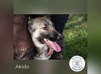 Akido– Sportskanone sucht Zuhause