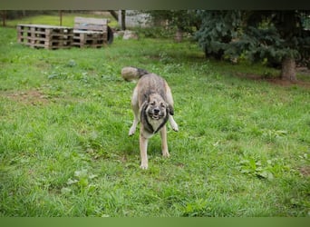 Akido– Sportskanone sucht Zuhause