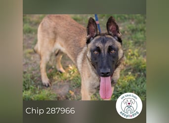 Chip 287966 sucht ein zu Hause