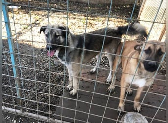 Akido– Sportskanone sucht Zuhause