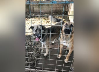 Akido– Sportskanone sucht Zuhause