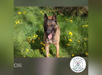 Olli 128738 sucht ein zu Hause