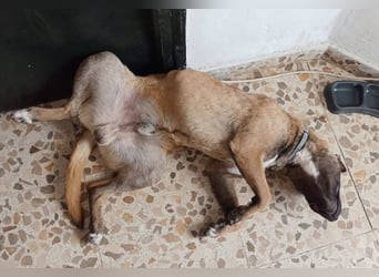 CHINO ❤️ sportlicher, liebevoller Malinois-Mix