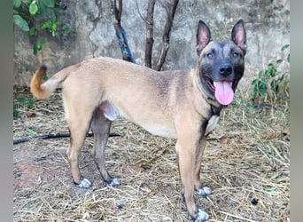 CHINO ❤️ sportlicher, liebevoller Malinois-Mix