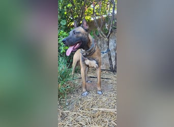 CHINO ❤️ sportlicher, liebevoller Malinois-Mix