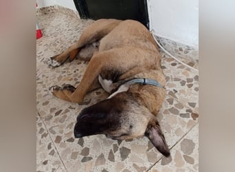 CHINO ❤️ sportlicher, liebevoller Malinois-Mix