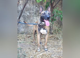 CHINO ❤️ sportlicher, liebevoller Malinois-Mix
