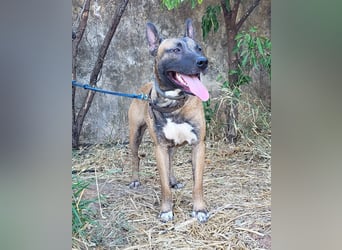 CHINO ❤️ sportlicher, liebevoller Malinois-Mix