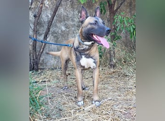 CHINO ❤️ sportlicher, liebevoller Malinois-Mix