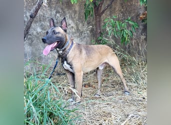 CHINO ❤️ sportlicher, liebevoller Malinois-Mix