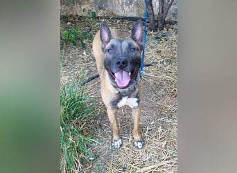 CHINO ❤️ sportlicher, liebevoller Malinois-Mix