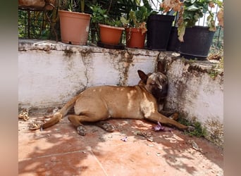 CHINO ❤️ sportlicher, liebevoller Malinois-Mix
