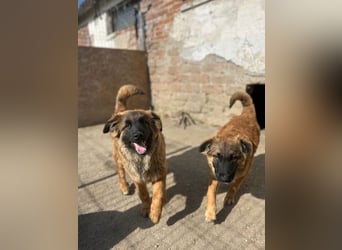TET, aktiver Jungspund, 9 Monate, 56 cm, Malinois-Mischling, Tierschutz Rumänien