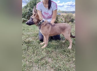Fröhliches Malinois Mix Mädchen, 3,5Mon., sucht ihr liebevolles Zuhause