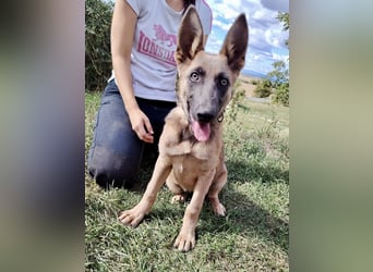 Fröhliches Malinois Mix Mädchen, 3,5Mon., sucht ihr liebevolles Zuhause