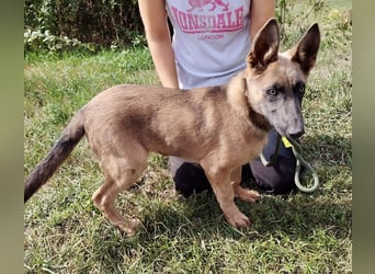 Fröhliches Malinois Mix Mädchen, 3,5Mon., sucht ihr liebevolles Zuhause