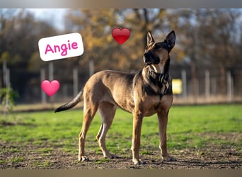Malinoix Mix Angie lebt bei einer Tierärztin in Bulgarien