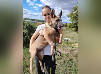 Fröhliches Malinois Mix Mädchen, 3,5Mon., sucht ihr liebevolles Zuhause