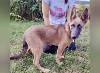 Fröhliches Malinois Mix Mädchen, 3,5Mon., sucht ihr liebevolles Zuhause