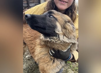 TET, aktiver Jungspund, 9 Monate, 56 cm, Malinois-Mischling, Tierschutz Rumänien