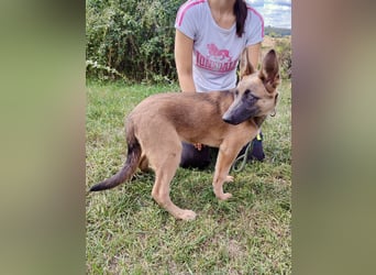 Fröhliches Malinois Mix Mädchen, 3,5Mon., sucht ihr liebevolles Zuhause