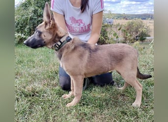 Fröhliches Malinois Mix Mädchen, 3,5Mon., sucht ihr liebevolles Zuhause