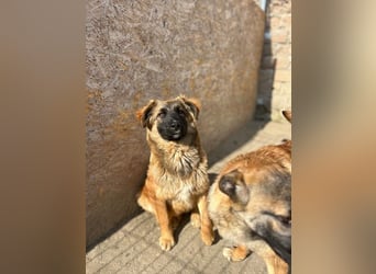 TET, aktiver Jungspund, 9 Monate, 56 cm, Malinois-Mischling, Tierschutz Rumänien