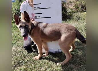 Fröhliches Malinois Mix Mädchen, 3,5Mon., sucht ihr liebevolles Zuhause