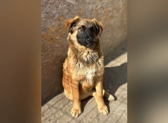 TET, aktiver Jungspund, 9 Monate, 56 cm, Malinois-Mischling, Tierschutz Rumänien