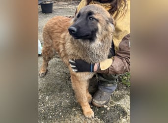 TET, aktiver Jungspund, 9 Monate, 56 cm, Malinois-Mischling, Tierschutz Rumänien