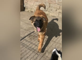 TET, aktiver Jungspund, 9 Monate, 56 cm, Malinois-Mischling, Tierschutz Rumänien