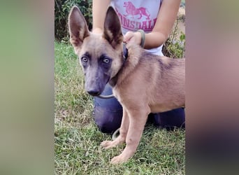 Fröhliches Malinois Mix Mädchen, 3,5Mon., sucht ihr liebevolles Zuhause
