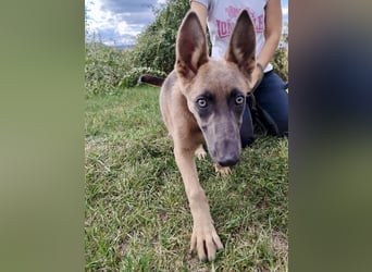 Fröhliches Malinois Mix Mädchen, 3,5Mon., sucht ihr liebevolles Zuhause