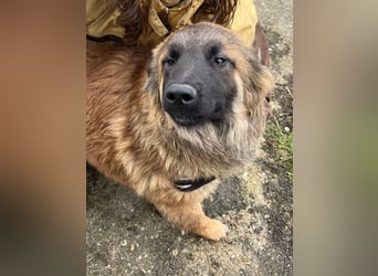 TET, aktiver Jungspund, 9 Monate, 56 cm, Malinois-Mischling, Tierschutz Rumänien