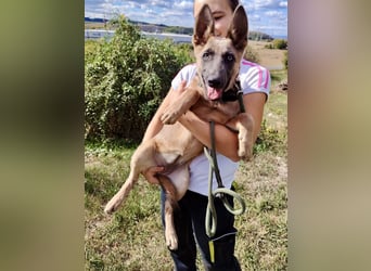 Fröhliches Malinois Mix Mädchen, 3,5Mon., sucht ihr liebevolles Zuhause