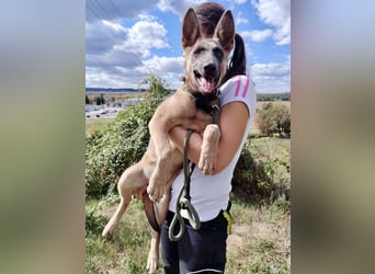 Fröhliches Malinois Mix Mädchen, 3,5Mon., sucht ihr liebevolles Zuhause