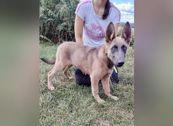 Fröhliches Malinois Mix Mädchen, 3,5Mon., sucht ihr liebevolles Zuhause