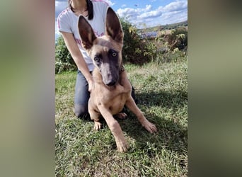 Fröhliches Malinois Mix Mädchen, 3,5Mon., sucht ihr liebevolles Zuhause