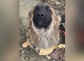 TET, aktiver Jungspund, 9 Monate, 56 cm, Malinois-Mischling, Tierschutz Rumänien