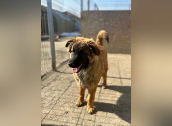 TET, aktiver Jungspund, 9 Monate, 56 cm, Malinois-Mischling, Tierschutz Rumänien