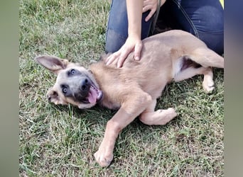 Fröhliches Malinois Mix Mädchen, 3,5Mon., sucht ihr liebevolles Zuhause