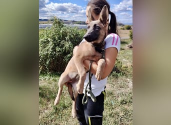 Fröhliches Malinois Mix Mädchen, 3,5Mon., sucht ihr liebevolles Zuhause