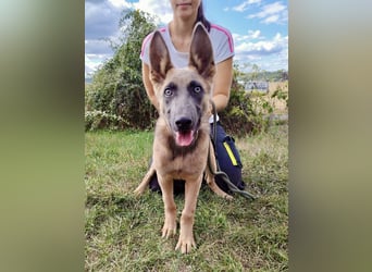 Fröhliches Malinois Mix Mädchen, 3,5Mon., sucht ihr liebevolles Zuhause