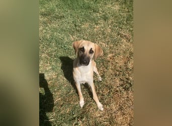 Nala - Liebevoll und Sportlich