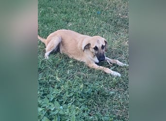 Nala - Liebevoll und Sportlich