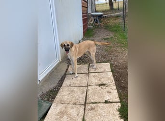 Nala - Liebevoll und Sportlich