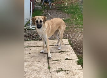 Nala - Liebevoll und Sportlich