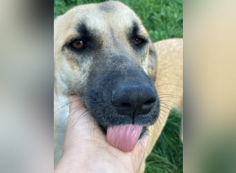 Nala - Liebevoll und Sportlich
