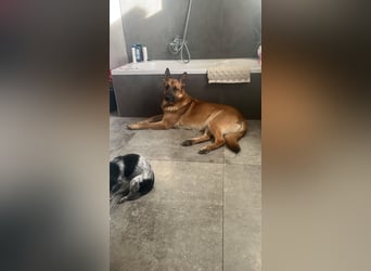 Deckrüde oder Deckpärrchen