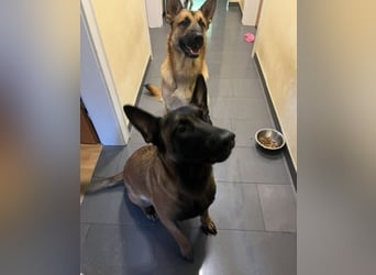 Deckrüde oder Deckpärrchen